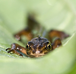 BB 09 0145 / Lissotriton vulgaris / Småsalamander